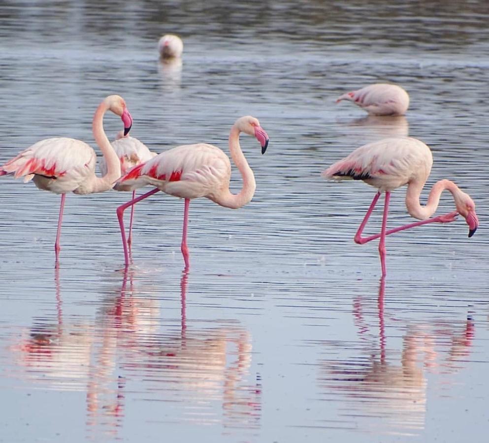 Case Vacanze "Bianco Mare" Porto Pino Bagian luar foto